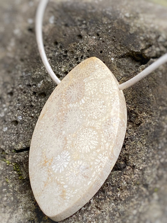 K155 - Fossile Koralle II